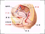  女性卵泡囊肿容易与哪些症状混淆？ 